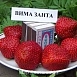 Земляника (клубника) 'Вима Занта'