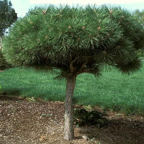 Сосна черная 'Брепо'