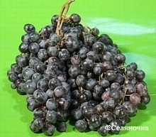 Виноград 'Красный мускат'