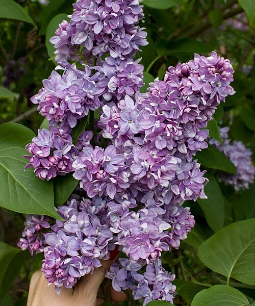 Сирень обыкновенная 'Московский Университет' (лиловая)