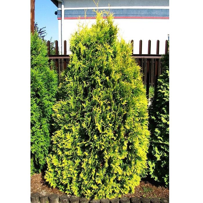 Туя западная 'Санкист'