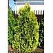 Туя западная 'Санкист'