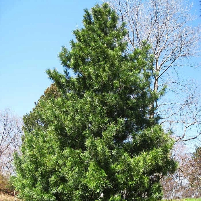 Сосна корейская кедровая (Кедр корейский)