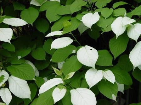 Актинидия полигама 'Брюнет' ( муж.)