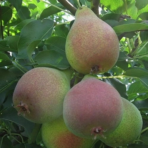 Груша 'Кокинская'
