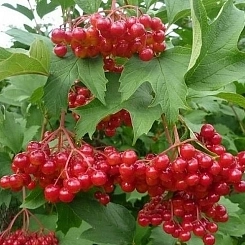 Калина плодовая 'Соузга'