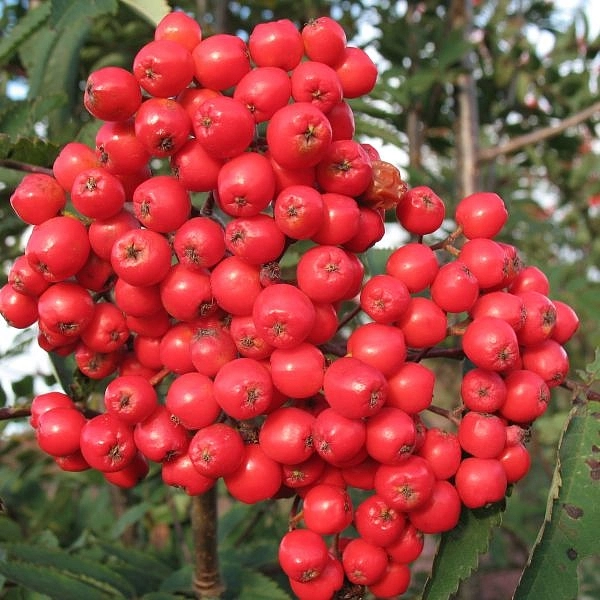 Рябина плодовая 'Алая Крупная'