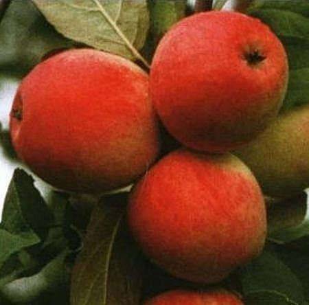 Яблоня домашняя 'Строевское'