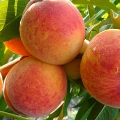 Персик 'Редхейвен'