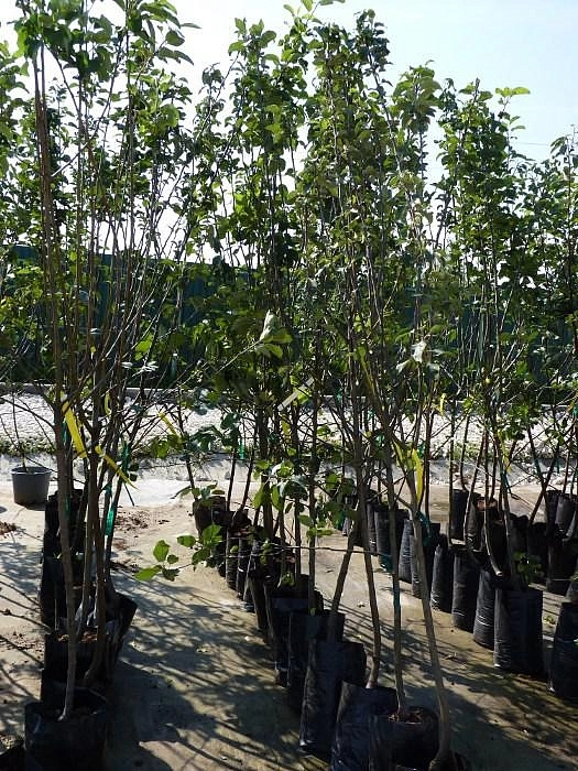 Яблоня домашняя 'Слава Победителя'