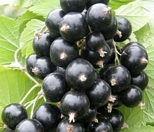Смородина черная 'Маленький принц'