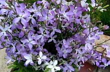 Семена Маттиола