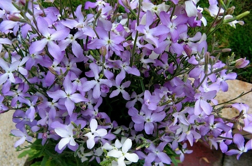 Семена Маттиола