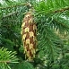 Псевдотсуга мензиса (Pseudotsuga menziesii)