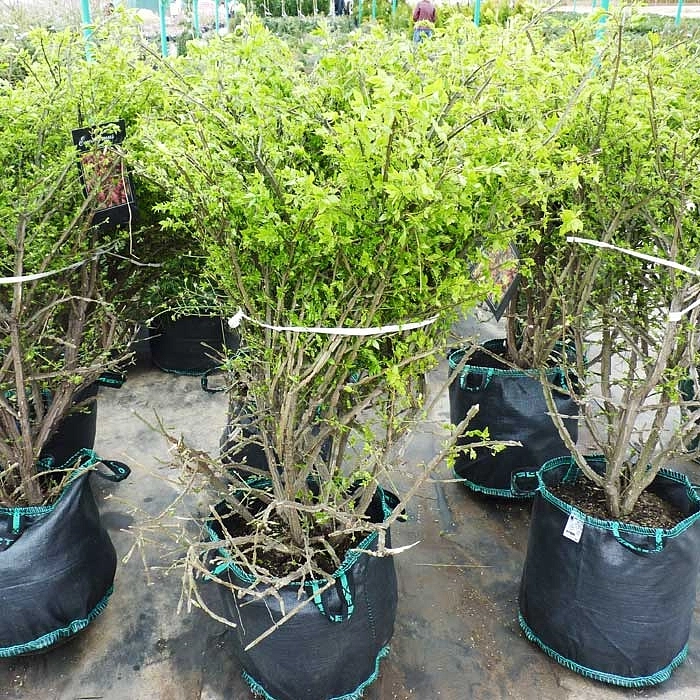 Бересклет крылатый Бересклет крылатый