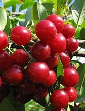 Вишня обыкновенная 'Факел'