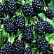 Ежевика 'Полар'
