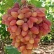 Виноград 'Преображение'