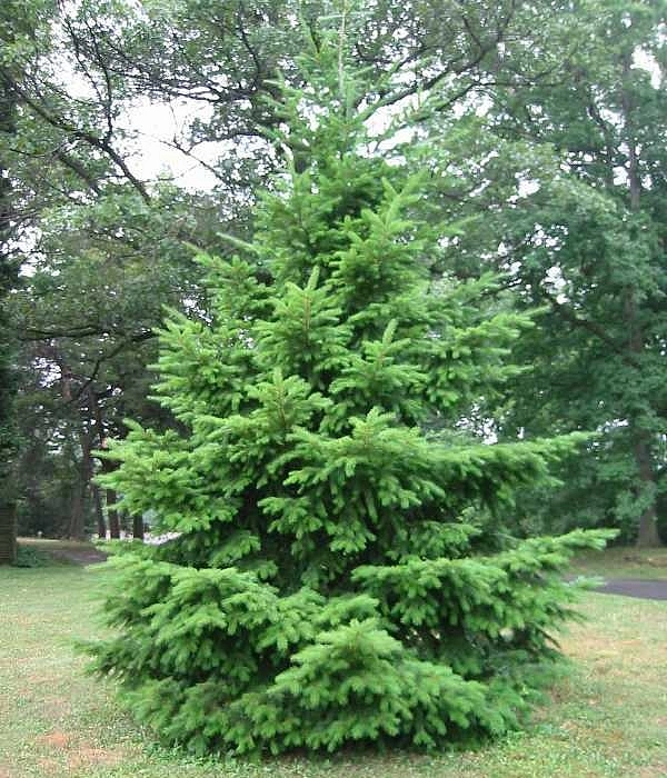 Псевдотсуга мензиса (Pseudotsuga menziesii)