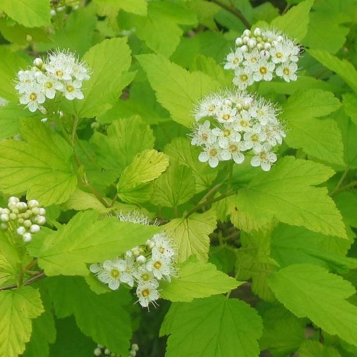 Пузыреплодник калинолистный 'Дартс Голд'