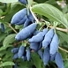 Жимолость съедобная 'Юлия'