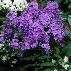 Флокс метельчатый 'Aметист'