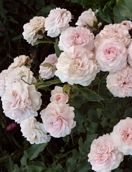 Роза 'Лариса' (почвопокровная) (нежно-розовая)