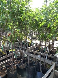 Вишня Молодежная 2