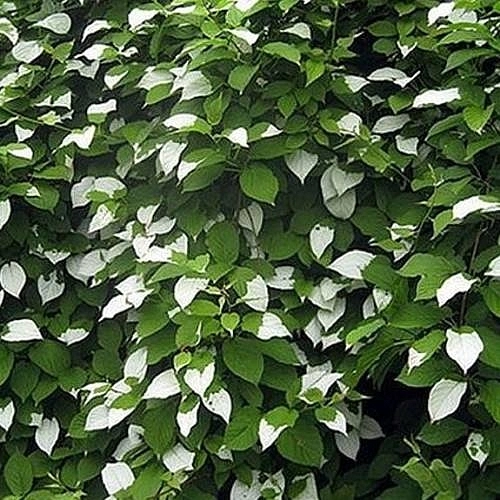 Актинидия полигама 'Узорчатый' (муж,)