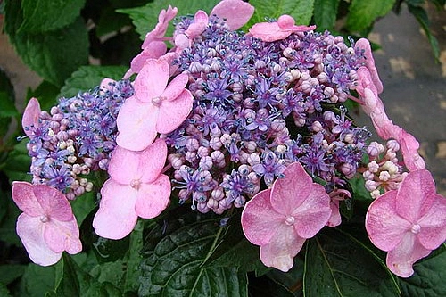 Гортензия крупнолистная 'Эндлесс Саммер Твисн энд Шаут'