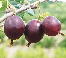 Крыжовник 'Финик'
