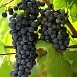 Виноград 'Каберне северный'