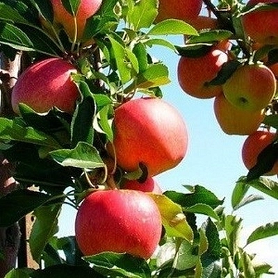 Яблоня домашняя 'Малиновка'