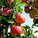 Яблоня домашняя 'Малиновка'