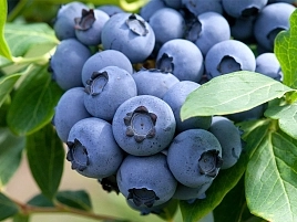 Голубика Ама