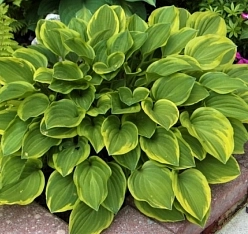 Хоста гибридная (вздутая, волнистая) 'Голден Тиара'