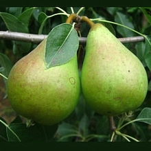 Груша 'Елена'