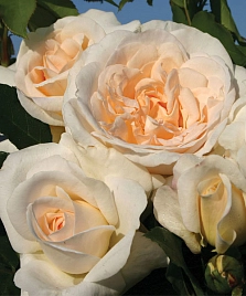 Роза 'Космос' (флорибунда) (кремово-белая)