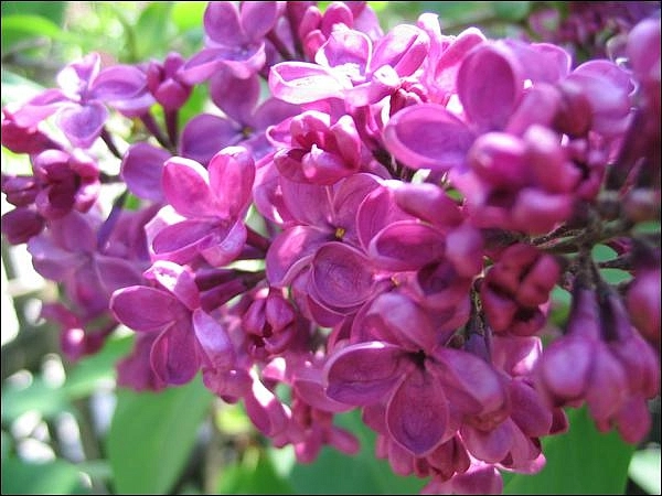 Сирень обыкновенная 'Индия' (фиолетово - розовая)
