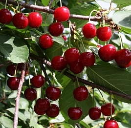 Вишня Игрушка