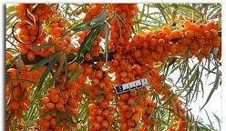 Облепиха 'Пантелеевская'