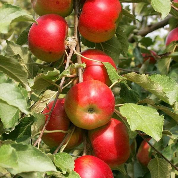 Яблоня колоновидная Останкино купить по цене 1.100,00 руб. руб. в Москвев питомнике растений Южный