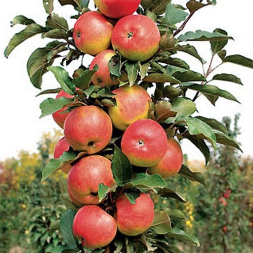 Яблоня колоновидная Васюган купить по цене 1.100,00 руб. руб. в Москве впитомнике растений Южный