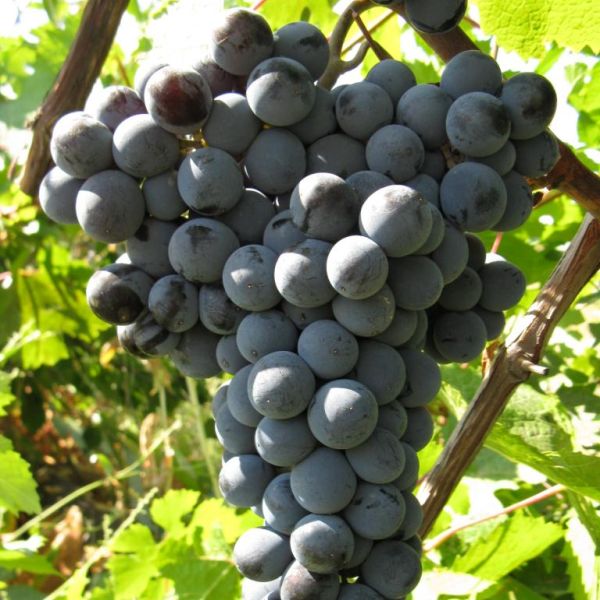 Виноград Цимлянский Черный описание сорта, фото, отзывы и выращивание