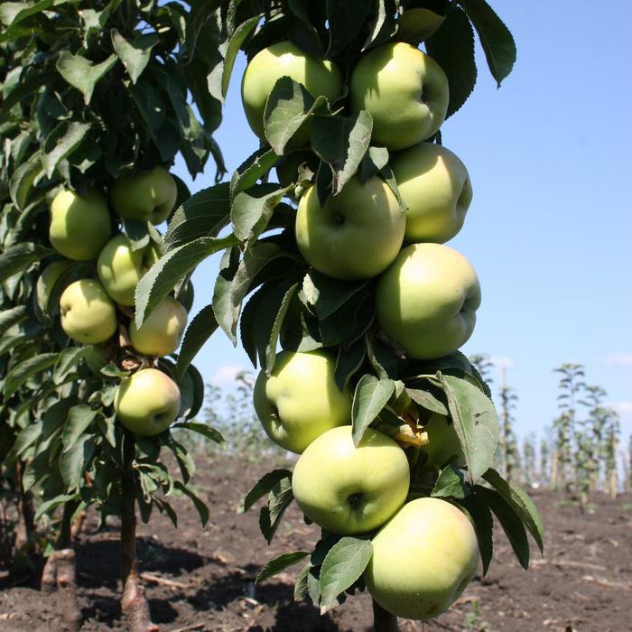 Колоновидная яблоня Президент описание сорта, фото, отзывы и выращивание