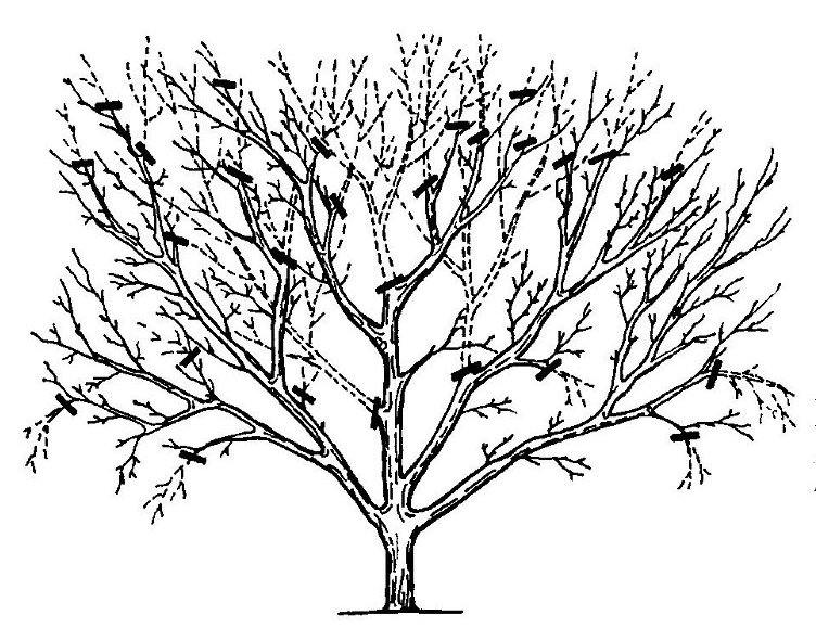 Схема обрезки дерева в период плодоношения