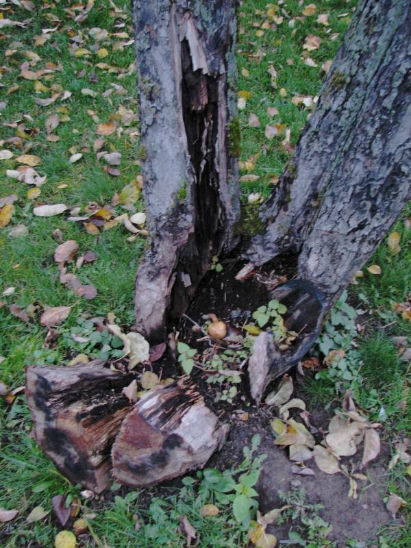 Процесс образования дупла и разрушения дерева вследствие неправильной обрезки