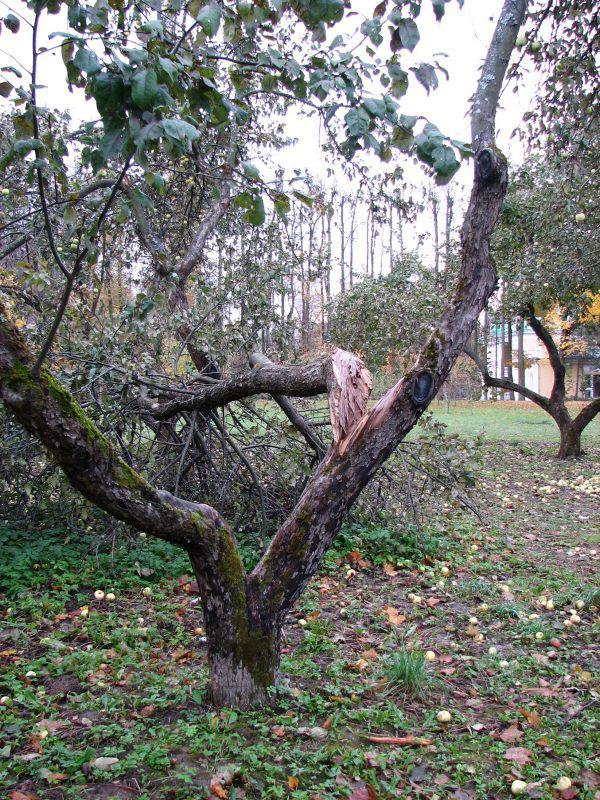 Пример непрочных сочленений ветвей в кроне дерева