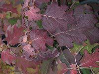 Гортензия дуболистная - листва осенью