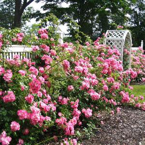 Садовая Роза - виды и сорта